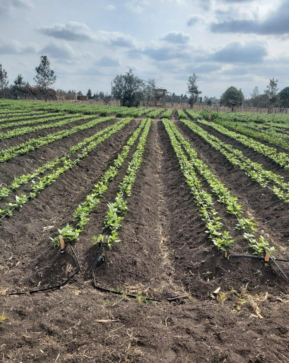 20-Acre Land with Borehole - Kisaju