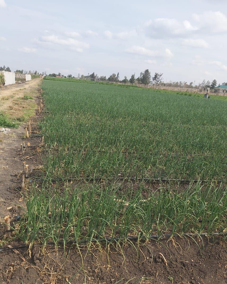 20-Acre Land with Borehole - Kisaju