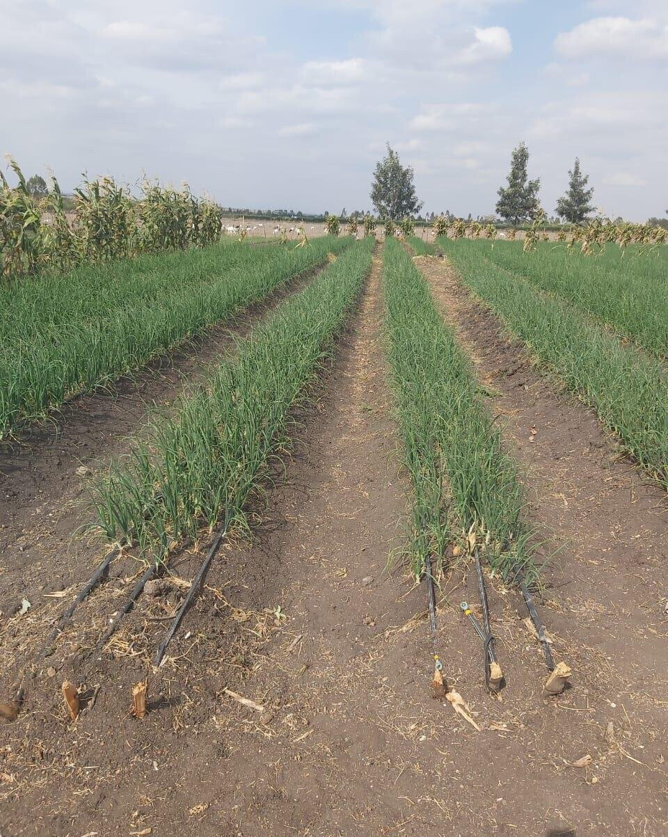 20-Acre Land with Borehole - Kisaju
