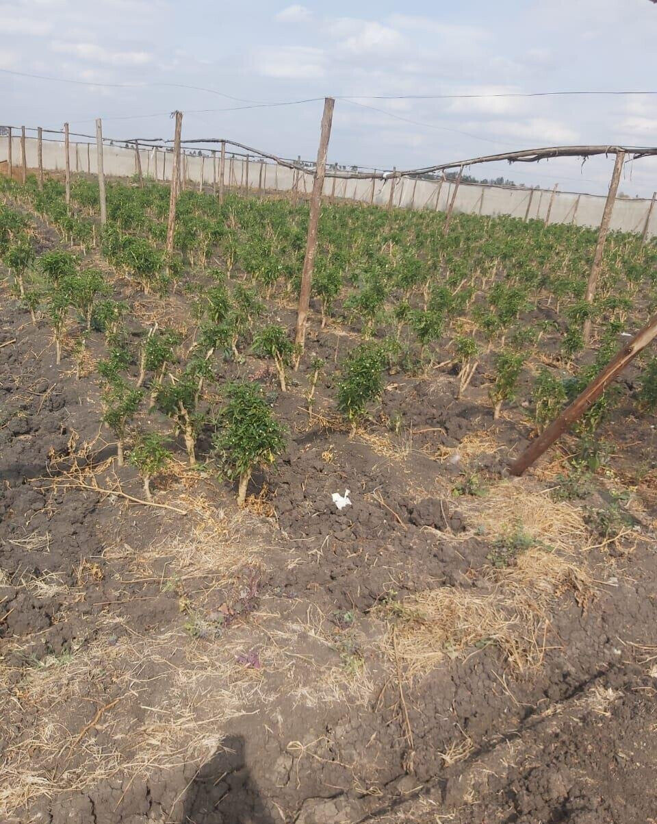 20-Acre Land with Borehole - Kisaju