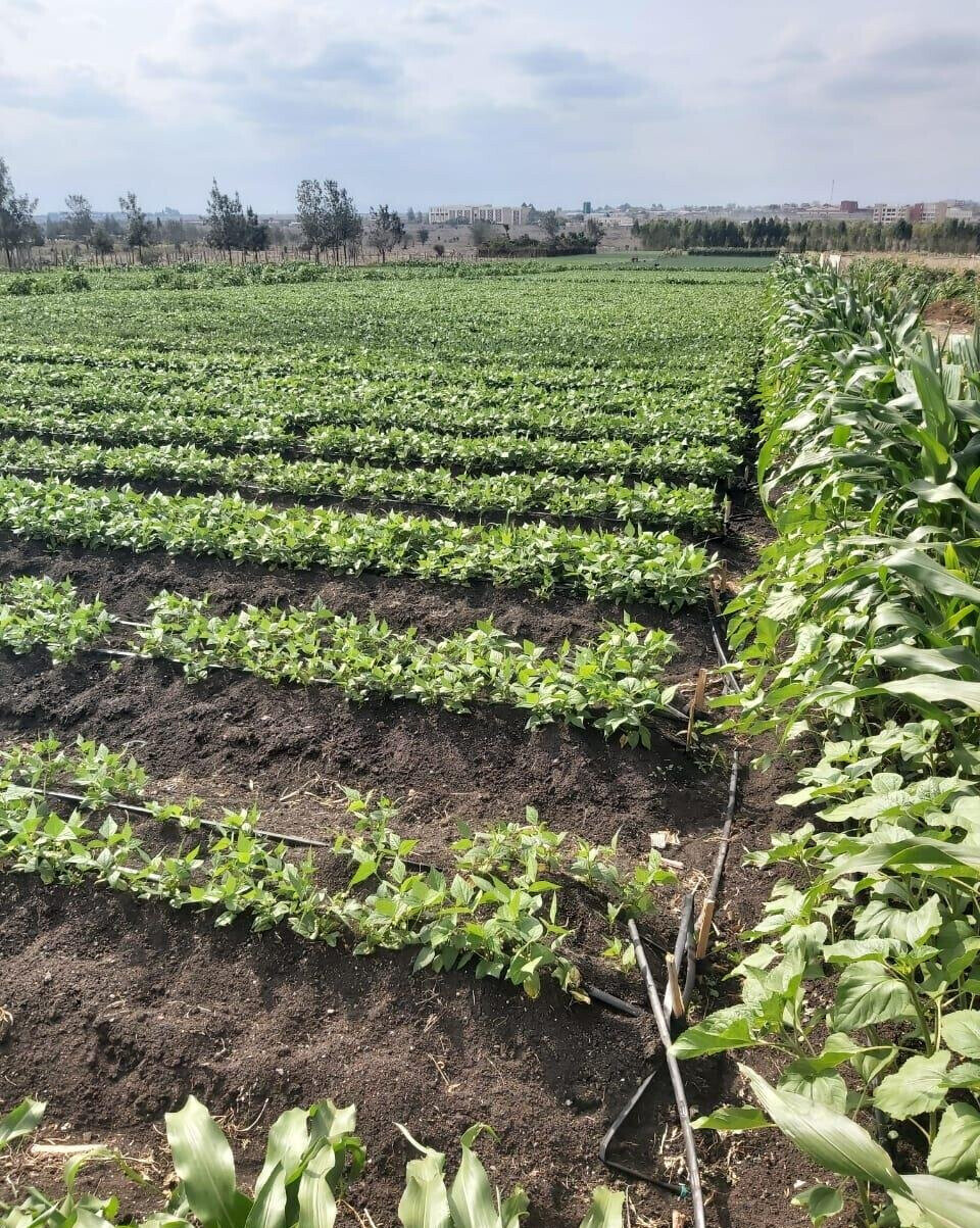20-Acre Land with Borehole - Kisaju