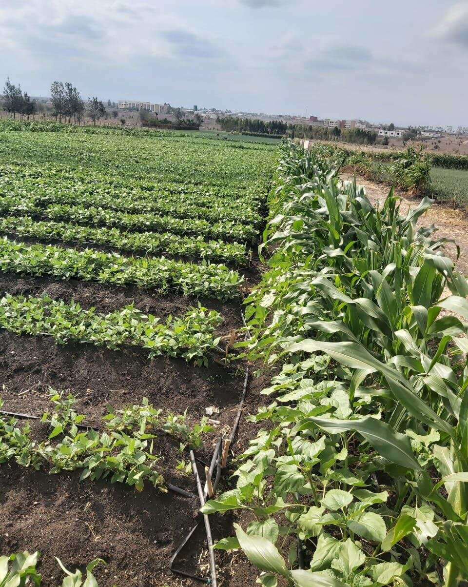 20-Acre Land with Borehole - Kisaju
