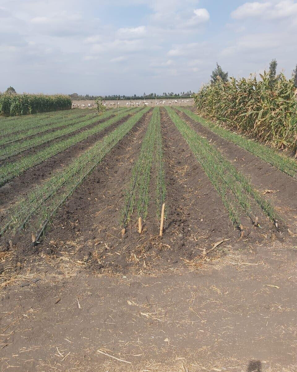 20-Acre Land with Borehole - Kisaju