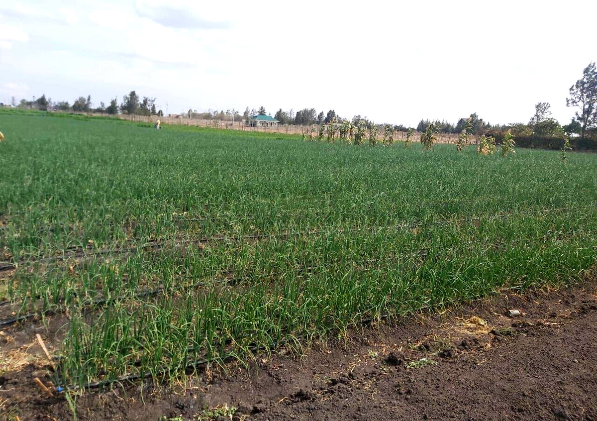 20-Acre Land with Borehole - Kisaju