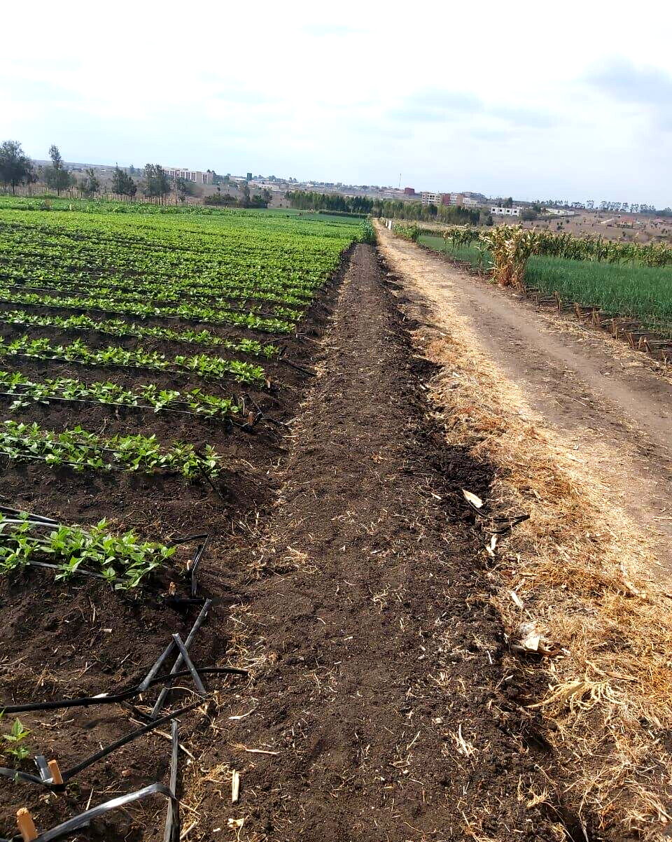 20-Acre Land with Borehole - Kisaju