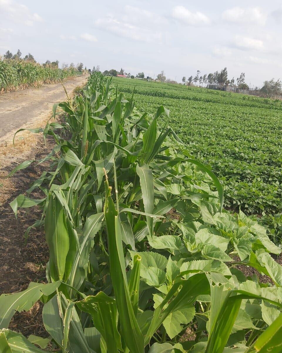 20-Acre Land with Borehole - Kisaju