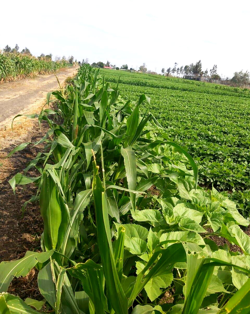20-Acre Land with Borehole - Kisaju