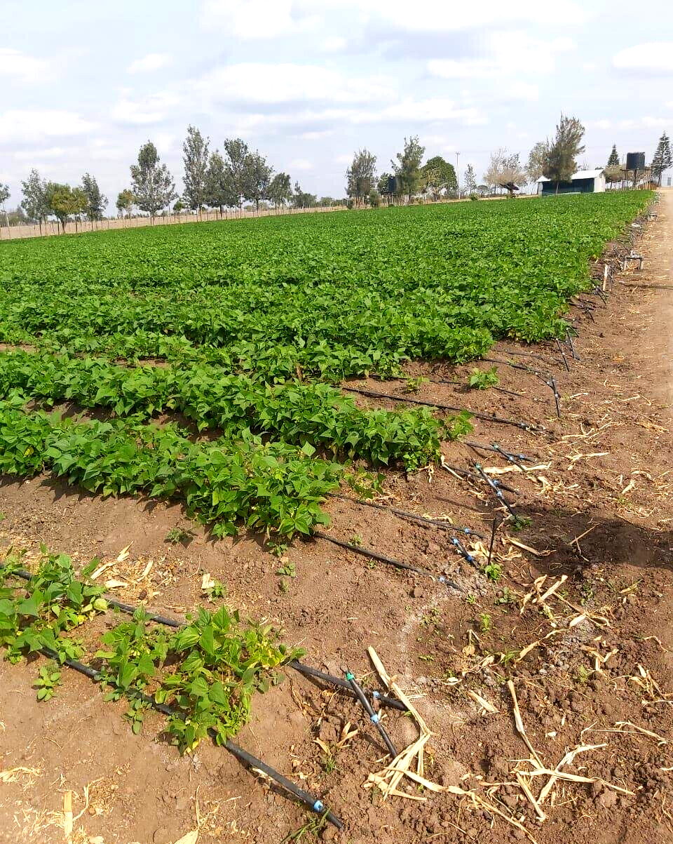 20-Acre Land with Borehole - Kisaju