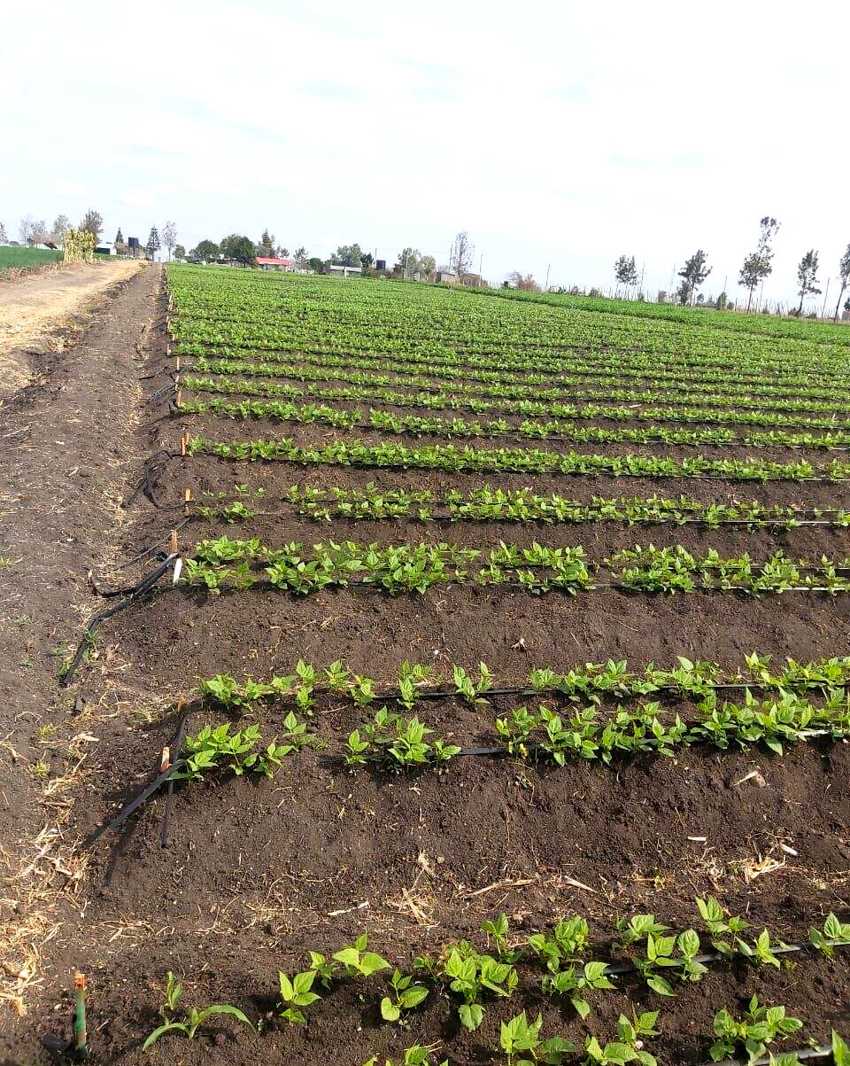 20-Acre Land with Borehole - Kisaju