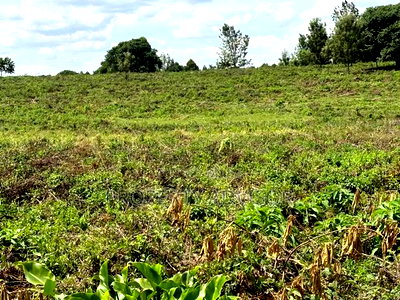 10 Acres Vacant Land for Sale in Kiambu Road (Kenya) - Image 8