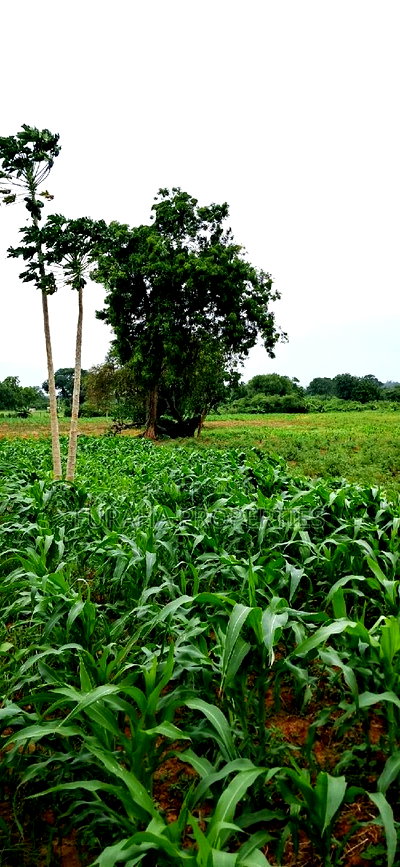 For Sale Several Eighth Acres Plots - Image 5