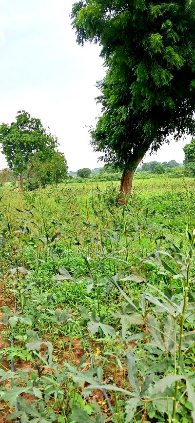 For Sale Several Eighth Acres Plots - Image 2