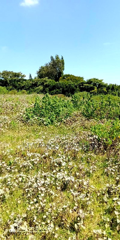 1 Acre for Sale in Kiserian - Image 13