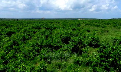 111 Acres for Sale Bomani Kilifi, Coastal Kenya - Image 1