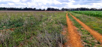 1 Acre Land for Sale in Sergoit Moiben in Eldoret - Image 5
