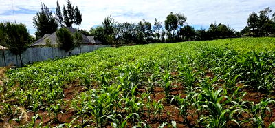 Prime 1/2 Acre for Sale in Kiplombe Eldoret - Image 6
