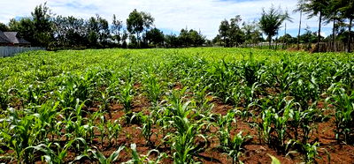 Prime 1/2 Acre for Sale in Kiplombe Eldoret - Image 4