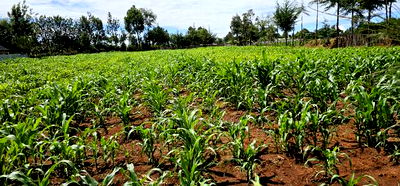 Prime 1/2 Acre for Sale in Kiplombe Eldoret - Image 5