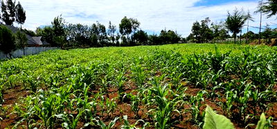 Prime 1/2 Acre for Sale in Kiplombe Eldoret - Image 3