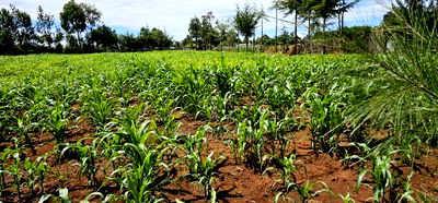 Prime 1/2 Acre for Sale in Kiplombe Eldoret - Image 2