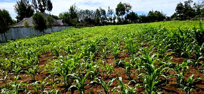 Prime 1/2 Acre for Sale in Kiplombe Eldoret - Image 1