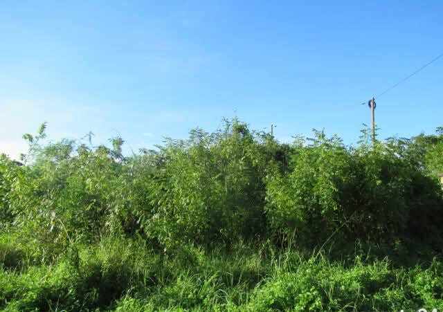 2.3-Acre Beach Plot in Mombasa CBD