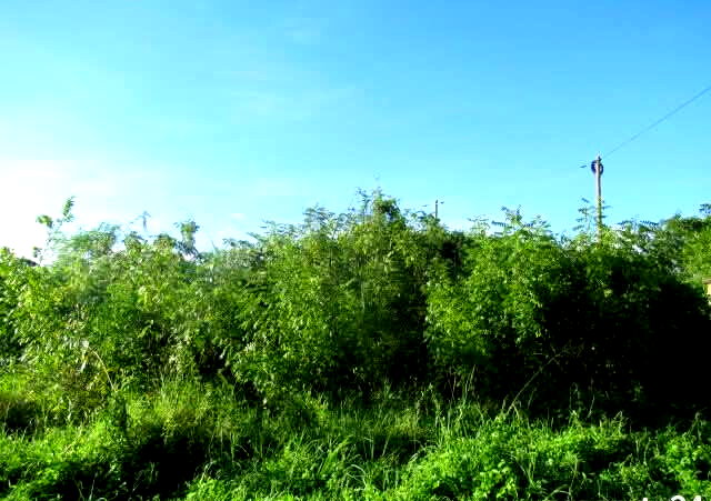 2.3-Acre Beach Plot in Mombasa CBD