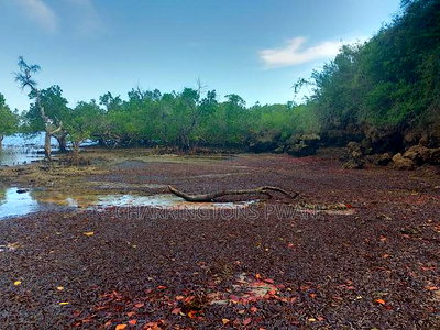 Rocky Beachfront With Sunset View in Shimoni - Image 3
