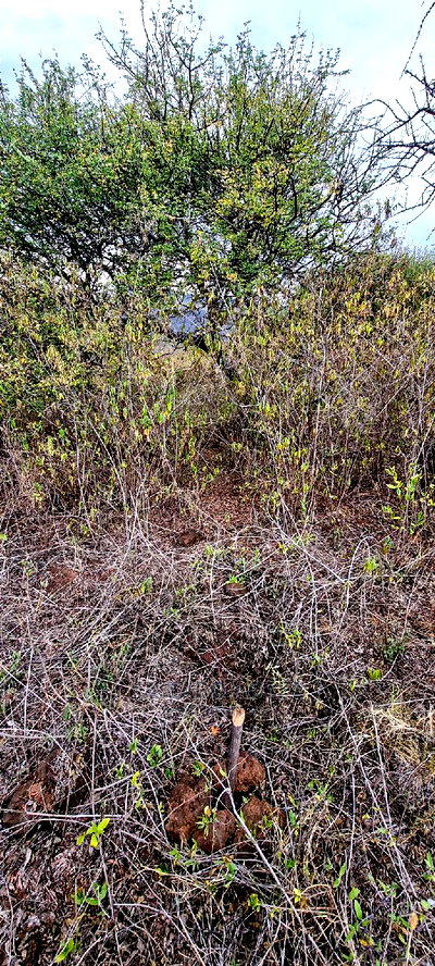 Prime 10 Acres Cliff Edge ,Lentoko,At 420k Per Acre - Image 6