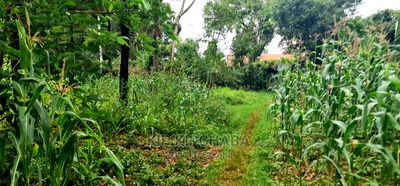 1 Acre Into 1/2 and 1/4 Plots for Sale in Elgonview Eldoret - Image 6