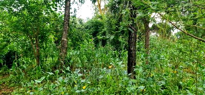 1 Acre Into 1/2 and 1/4 Plots for Sale in Elgonview Eldoret - Image 1