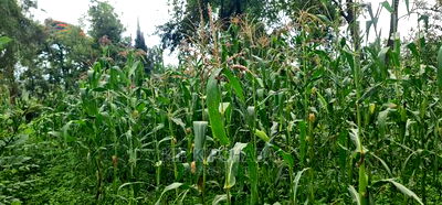 1 Acre Into 1/2 and 1/4 Plots for Sale in Elgonview Eldoret - Image 5