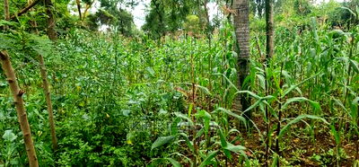 1 Acre Into 1/2 and 1/4 Plots for Sale in Elgonview Eldoret - Image 2