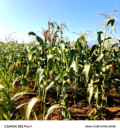 20 Acres Loitoktok Entonet Area. - Image 2