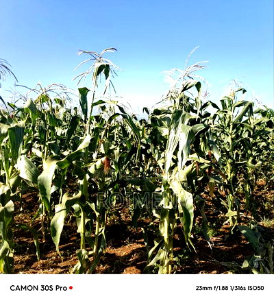 20 Acres Loitoktok Entonet Area. - Image 4