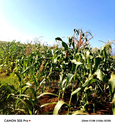 20 Acres Loitoktok Entonet Area. - Image 3