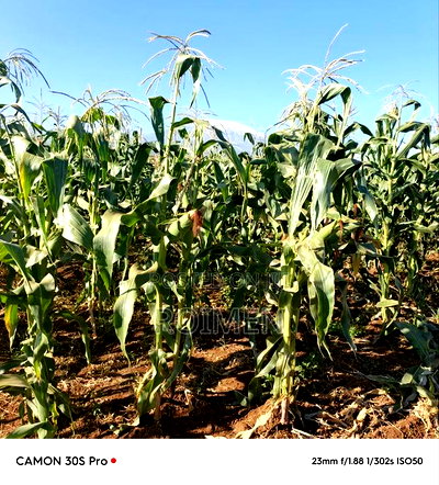 20 Acres Loitoktok Entonet Area. - Image 1