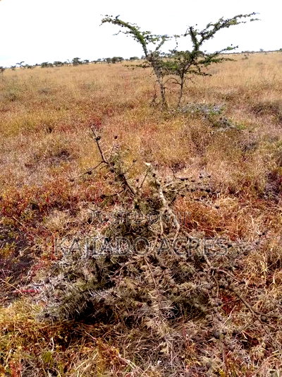 4 Acres Oloosuiyan,Ildamat at Per Acre - Image 3