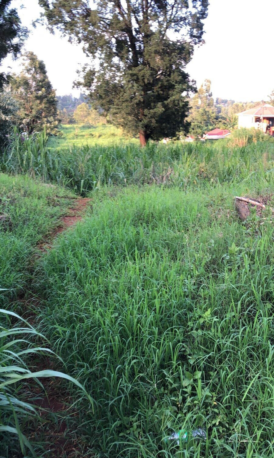 2-Acre Land with Tarmac Access - Kiambu