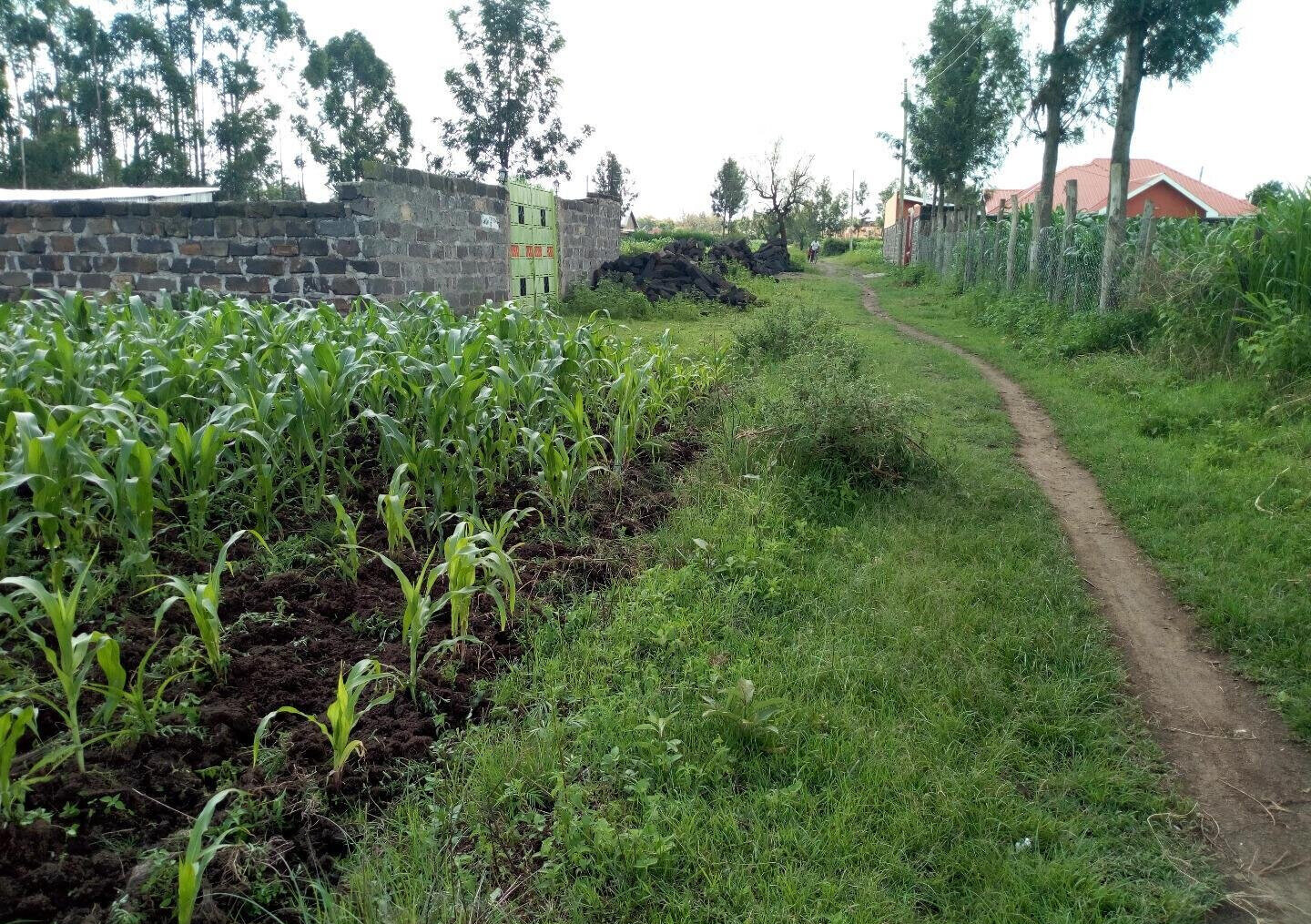 1/8 Acre Plot at KSh 1.15M