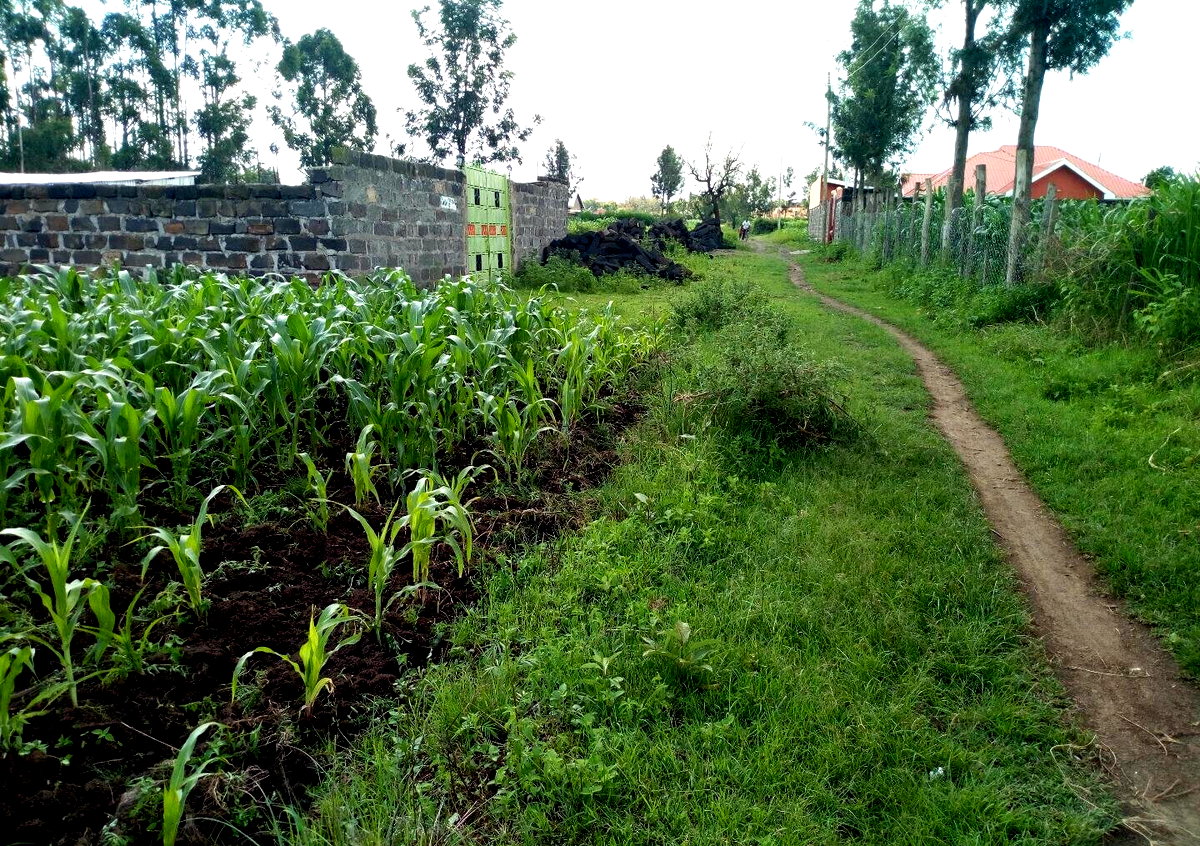 1/8 Acre Plot at KSh 1.15M