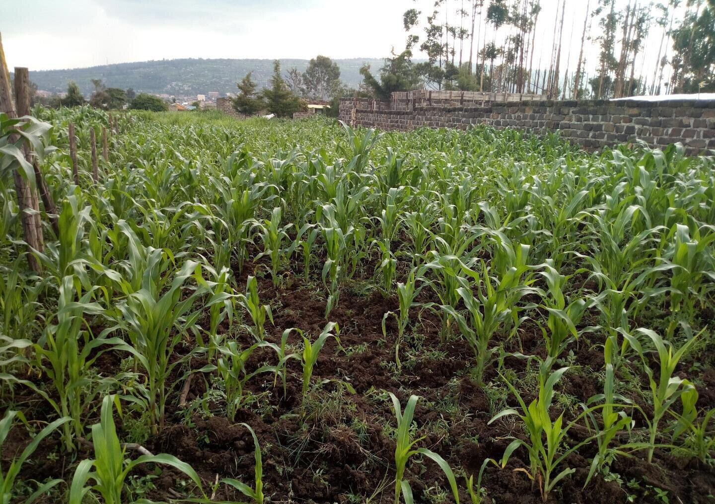 1/8 Acre Plot at KSh 1.15M