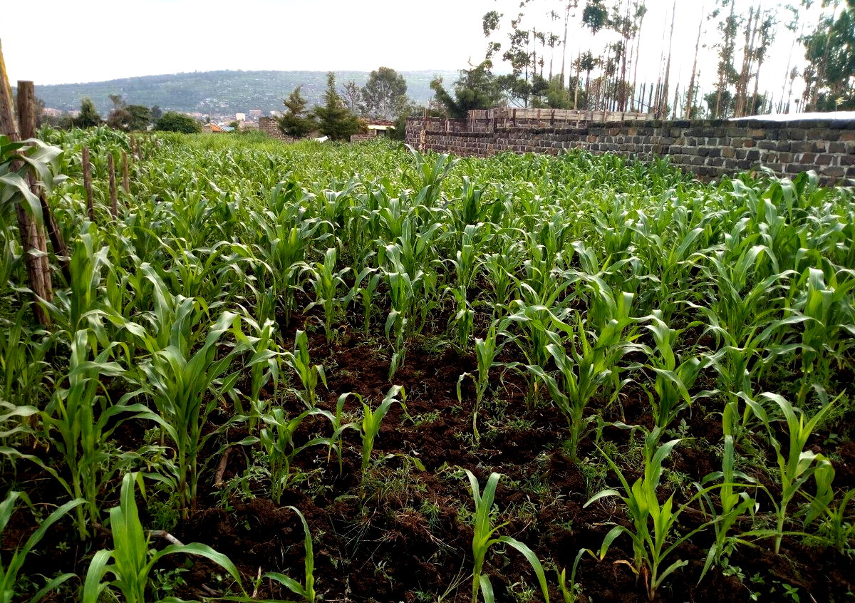 1/8 Acre Plot at KSh 1.15M