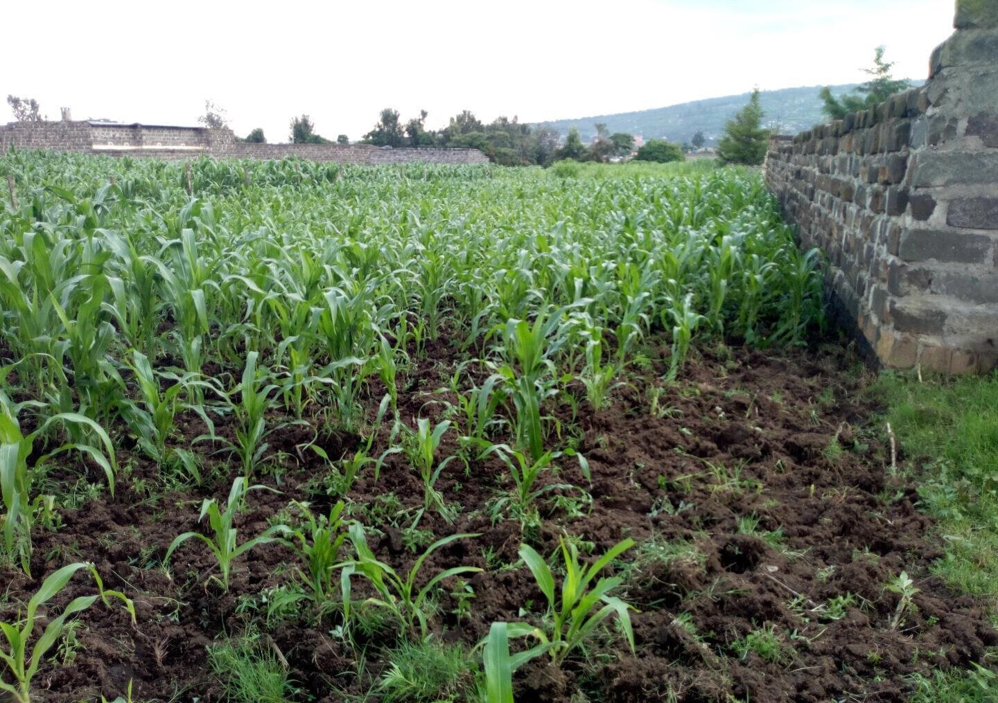 1/8 Acre Plot at KSh 1.15M