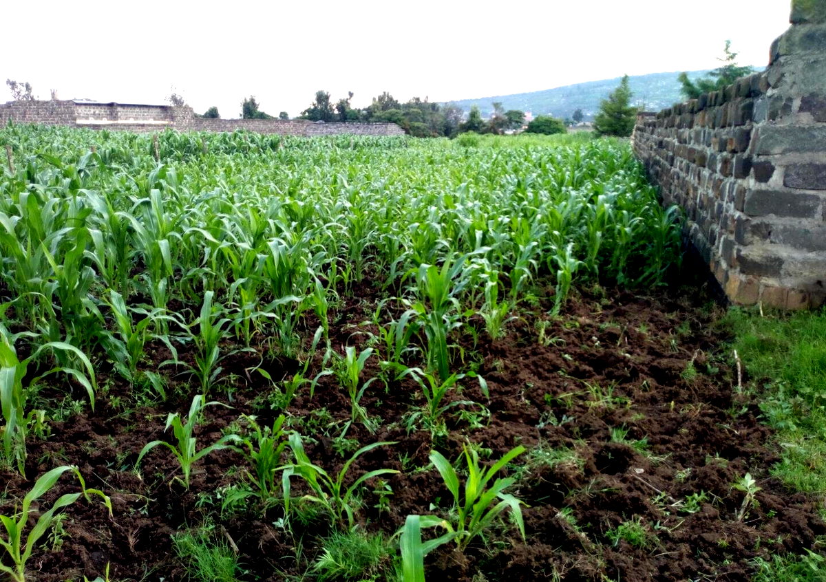 1/8 Acre Plot at KSh 1.15M