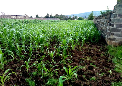 1/8 Acre Plot at KSh 1.15M