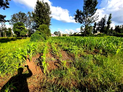 1/2 Acre for Sale in Kenol - Image 4
