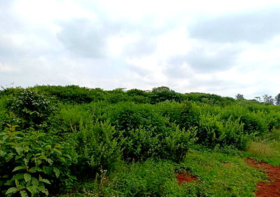 100-Acre Land with Serviced Plot - Thika
