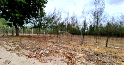 50x100 Plot with Garden