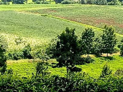 Two Acres for Sale in Tigoni - Image 4